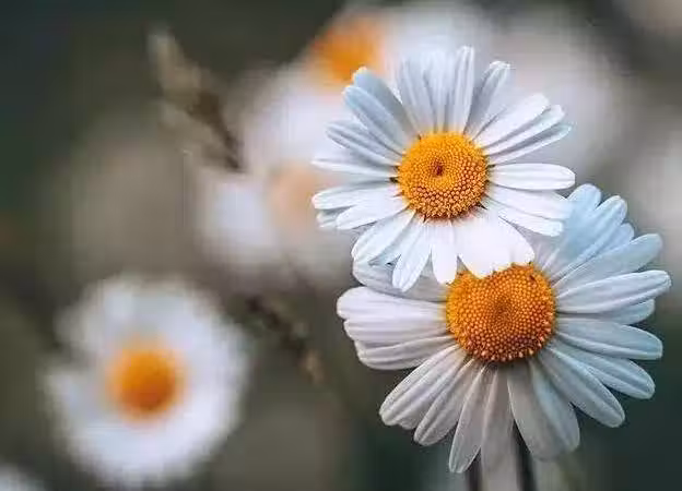 /www/bananadaily.net/web/images/image/2068/20684638.avif