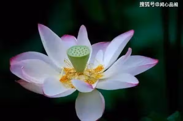 /www/bananadaily.net/web/images/image/2259/22592325.avif