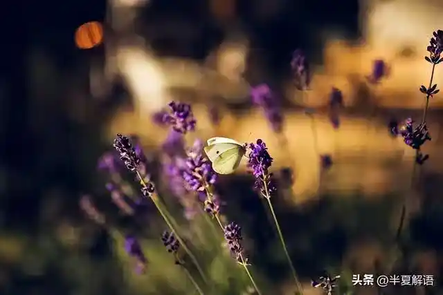 /www/bananadaily.net/web/images/image/2274/22747537.avif