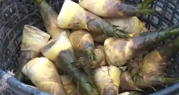 /www/bananadaily.net/web/images/image/2274/22747983.avif